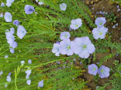 Click for 6 image(s) for this accession.